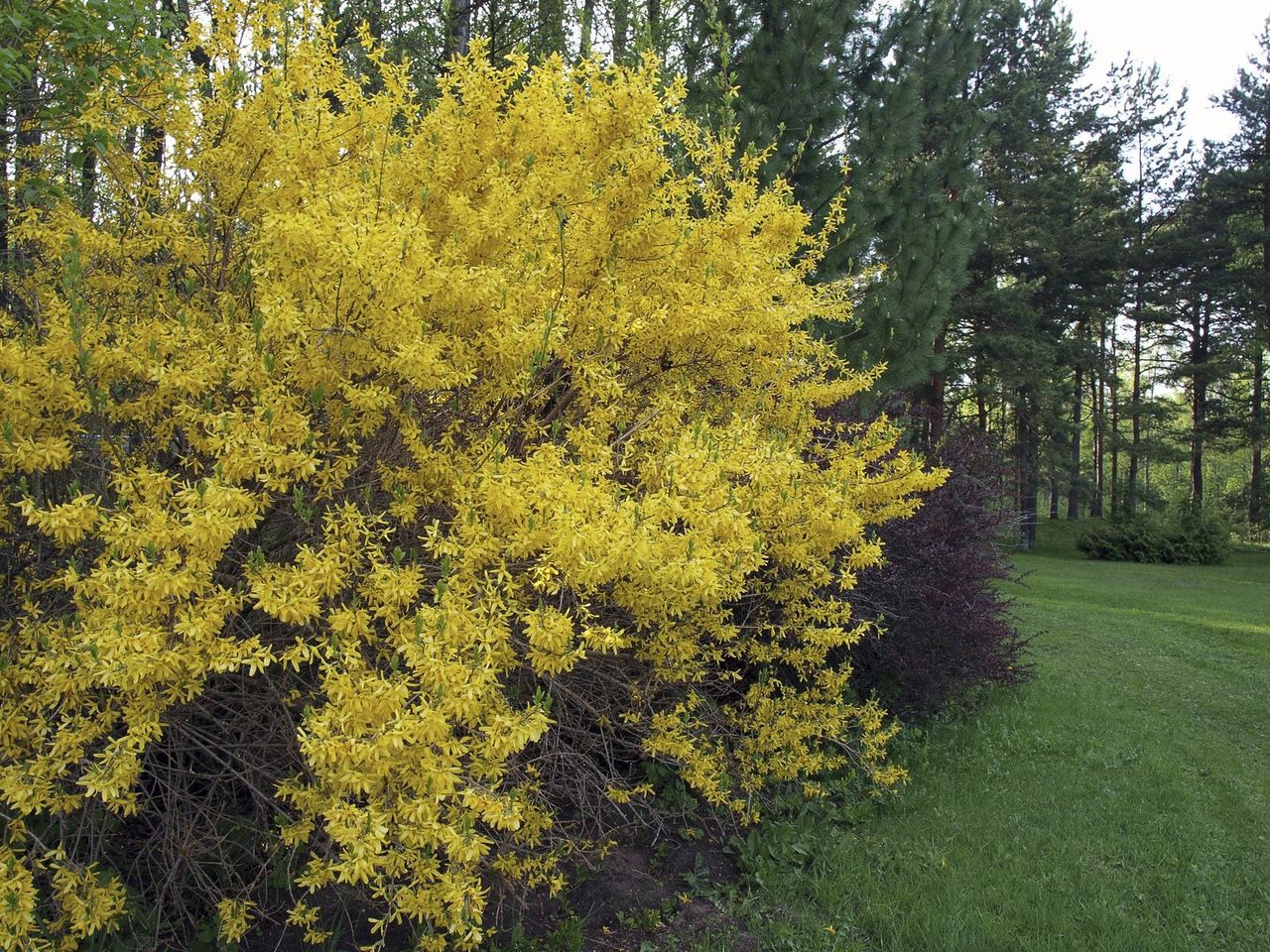 zone 3 shrub