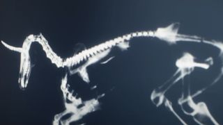 X-ray of the unicorn from Death of a Unicorn