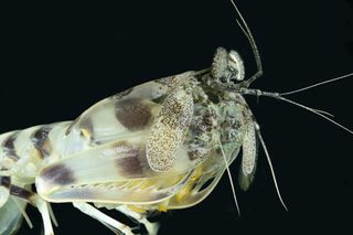 Mantis Shrimp Close-up