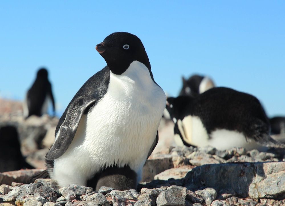 Adelie penguins in Antarctica.