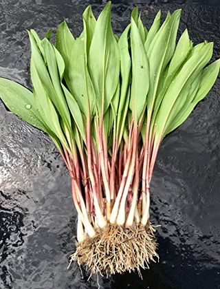 40 Fresh Wild Ramps / Leeks for Cooking or Replanting