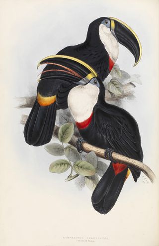 Culmenated Toucan (Raphastos culmenatus) from John Gould FRS, A Monograph of the Ramphastidæ, or Family of Toucans (London, 1834)