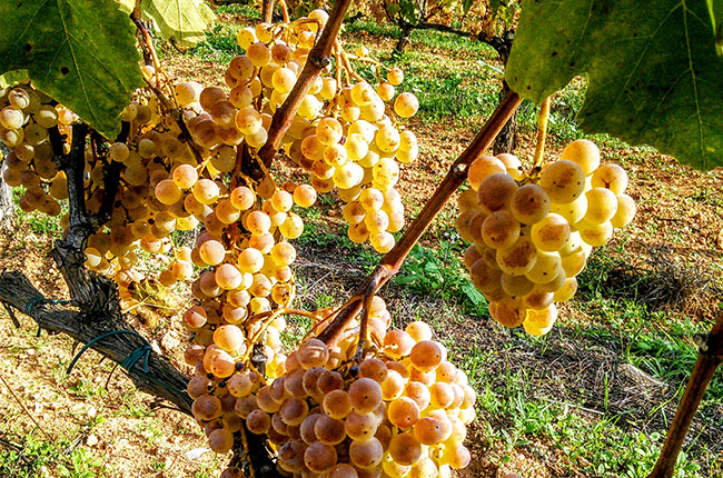 Xarel-lo grapes, cava, Recaredo