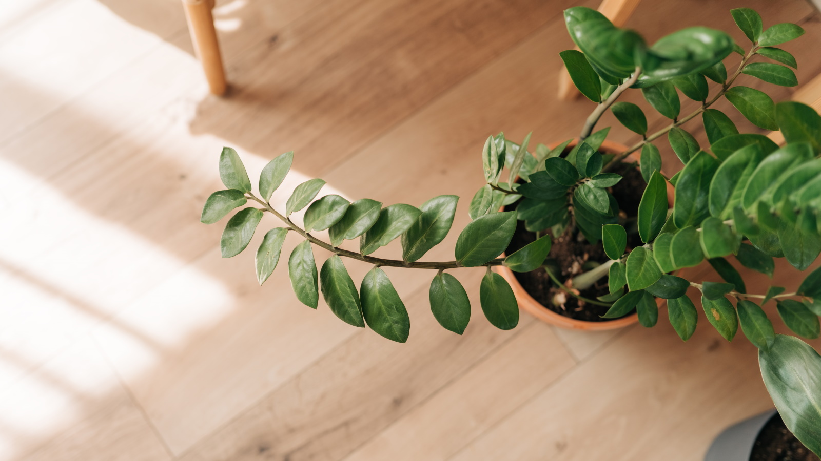 Why is my ZZ plant drooping? Experts reveal 3 common causes | Homes ...