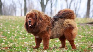 tibetan mastiff bite force