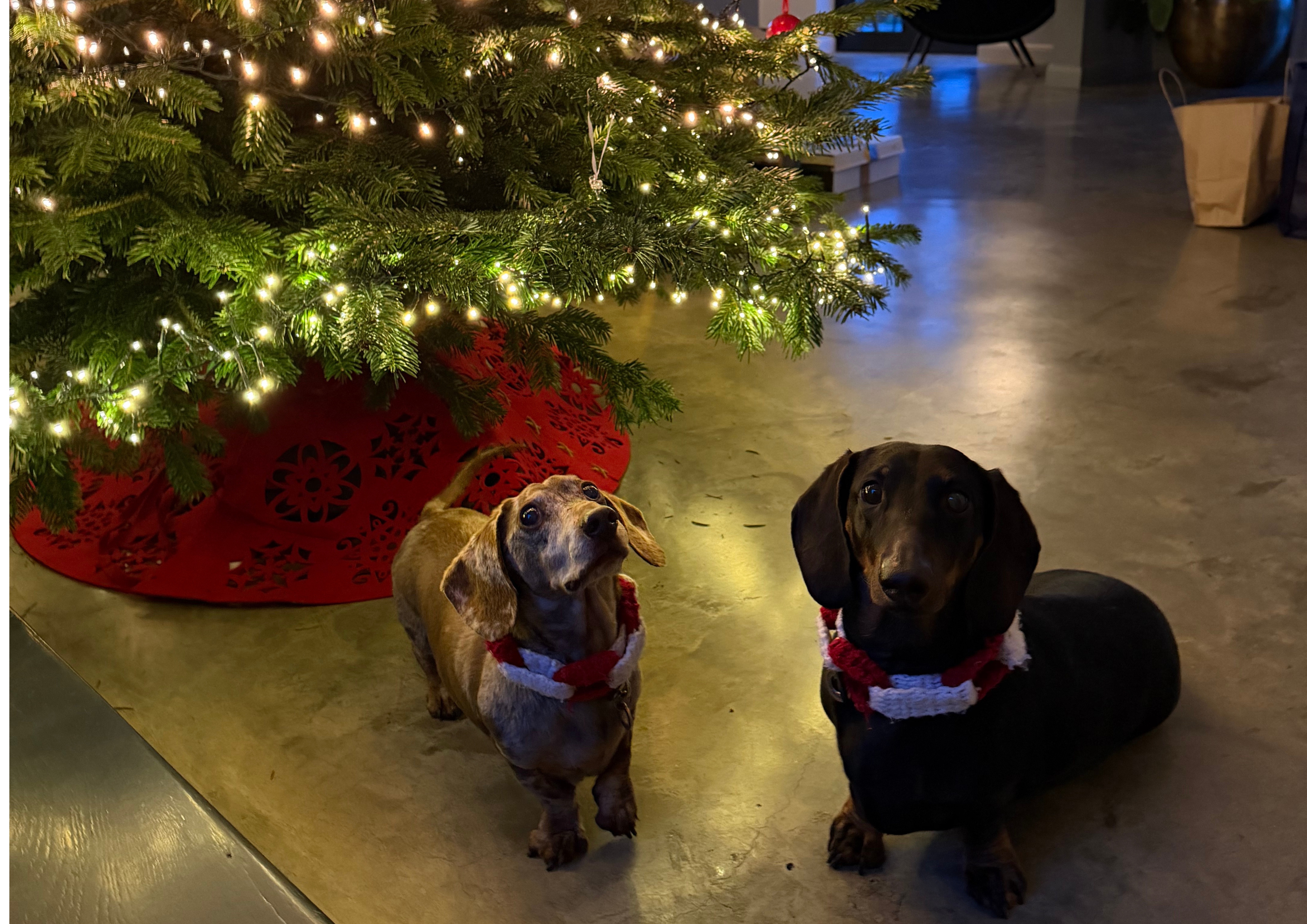 A series of photographs showing a small group of dachshunds resting and spending time together in domestic settings — lounging on sofas and blankets, curled up asleep in patches of sunlight, sitting in the open boot of a car, and standing beside a decorated Christmas tree wearing festive collars. The dogs appear in different coat colours and patterns, including smooth and dapple, pictured indoors and at home in relaxed, companionable scenes.