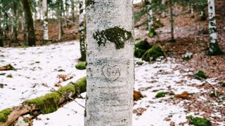 Tree trunk with a carved heart and initials in Biogradska Gora park