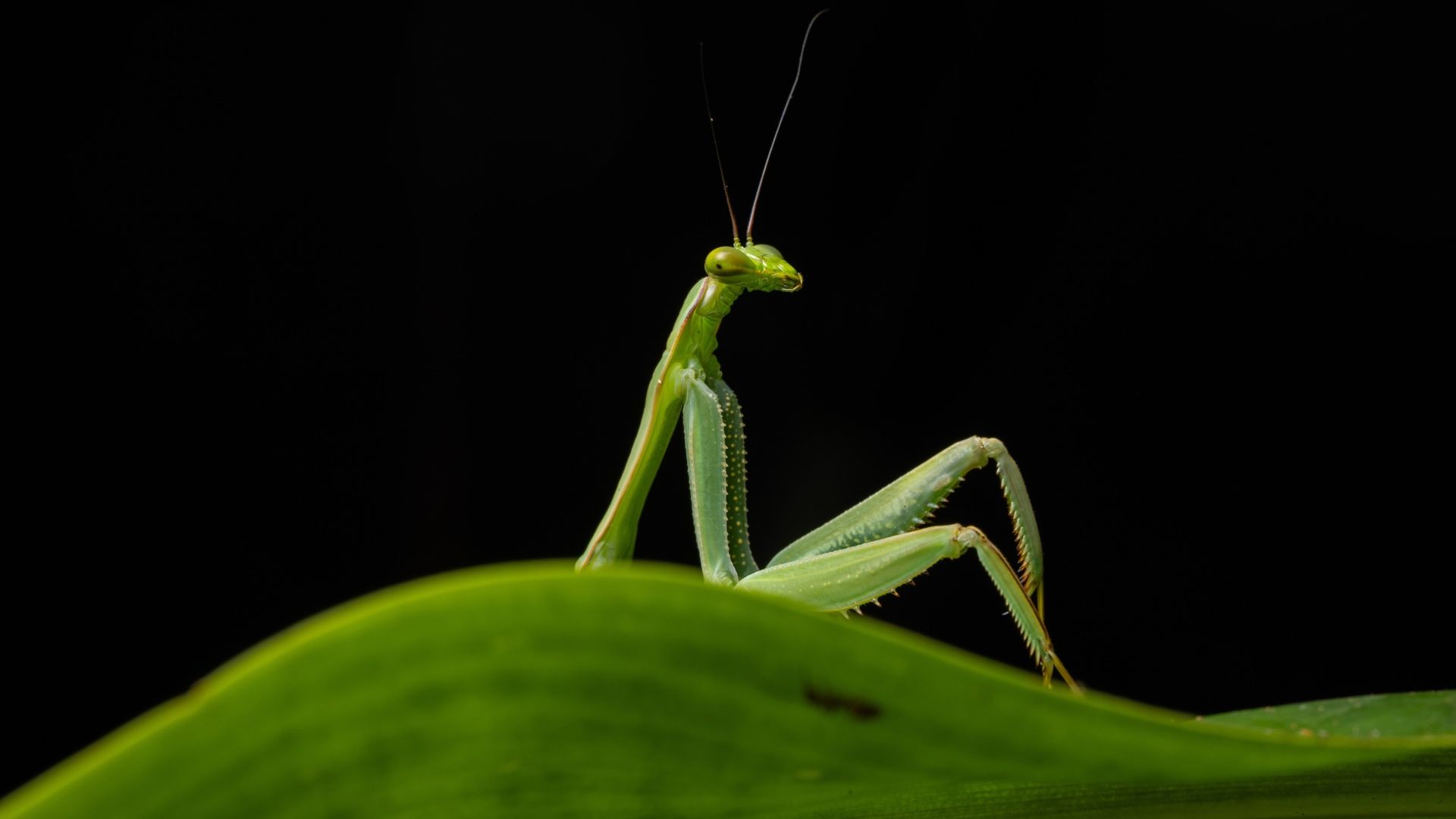 'Sexy Mantis,' obscene orangutan and prancing sparrowhawk feature in 2026 Nikon Comedy Wildlife Awards