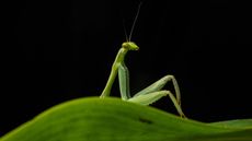 A mantis appears to lounge on a leaf in Peru. 