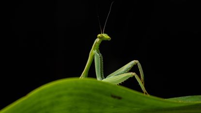 A mantis appears to lounge on a leaf in Peru. 