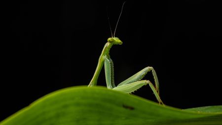 A mantis appears to lounge on a leaf in Peru. 