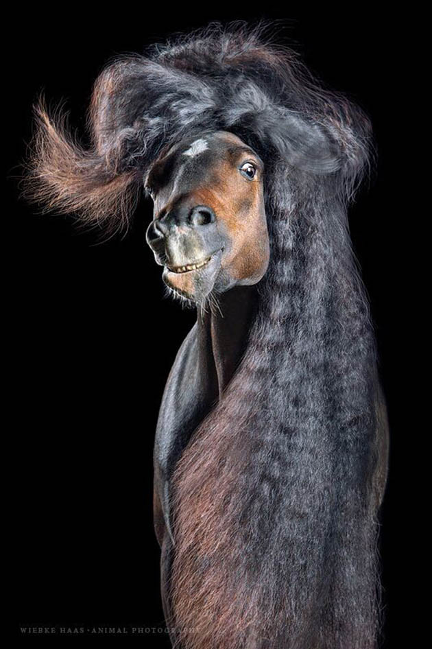Horsestyle-Reitpony-Pferdefotografie-Studio_Suertudo_preview