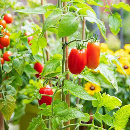 Ripe tomatoes in garden