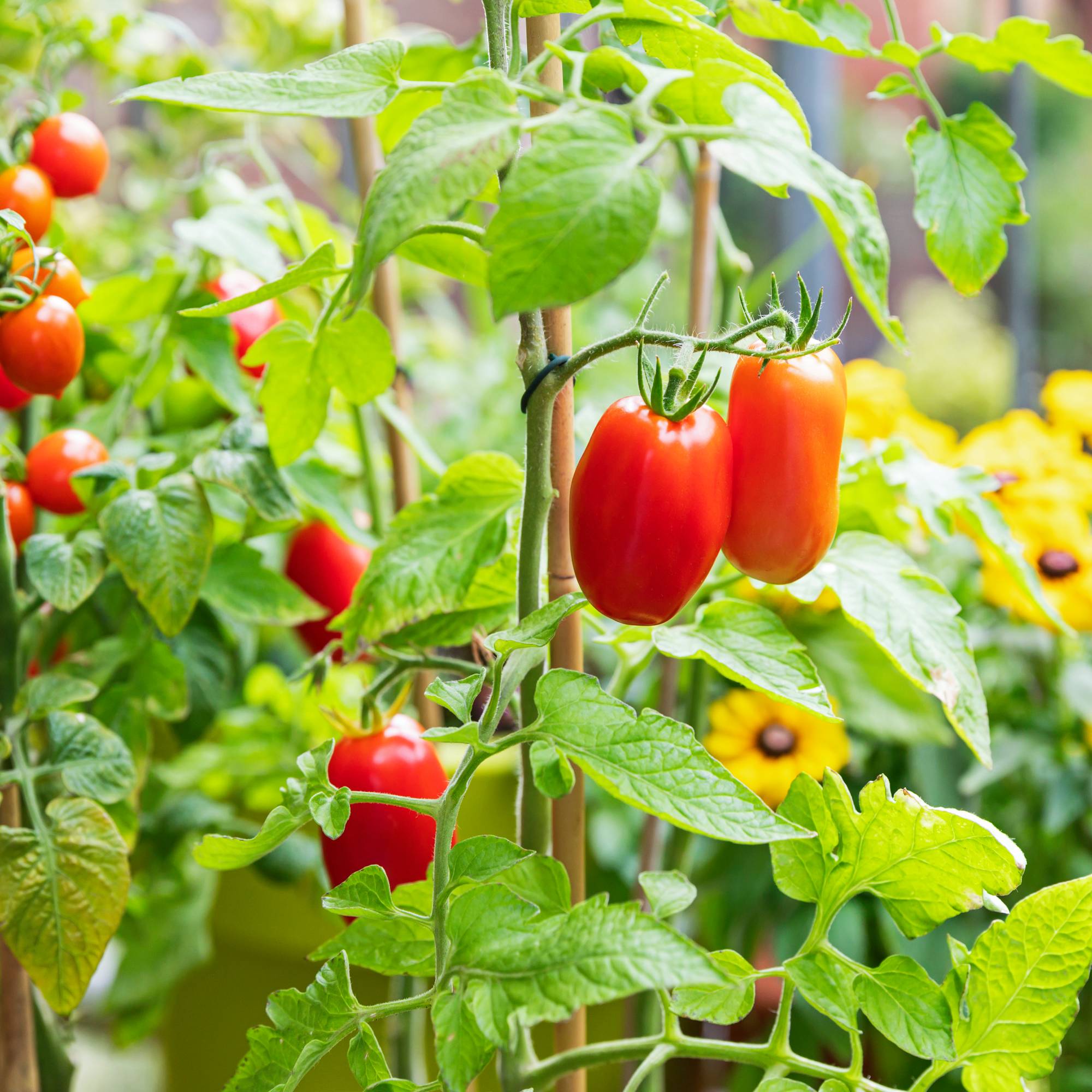 Ripe tomatoes in garden