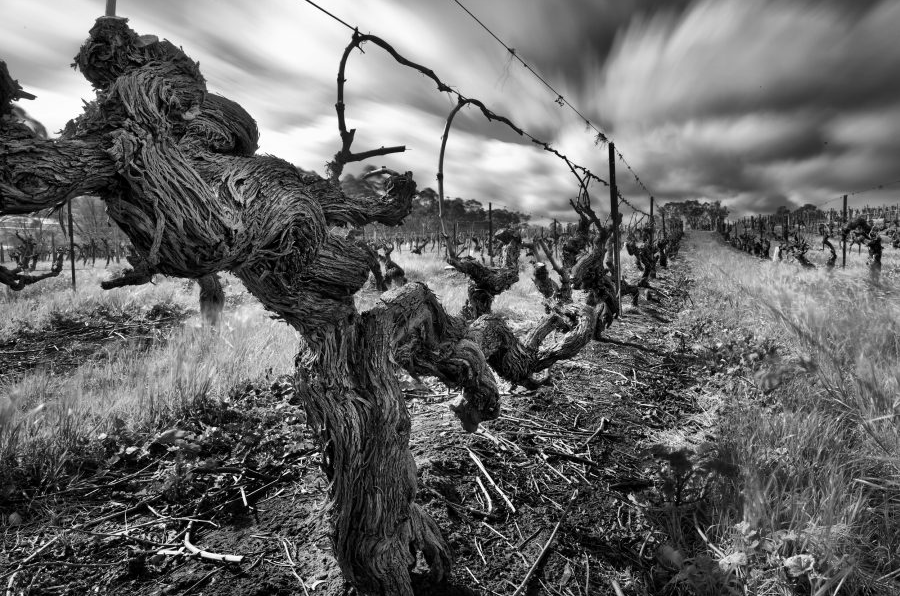 Top Australian wines of 2022