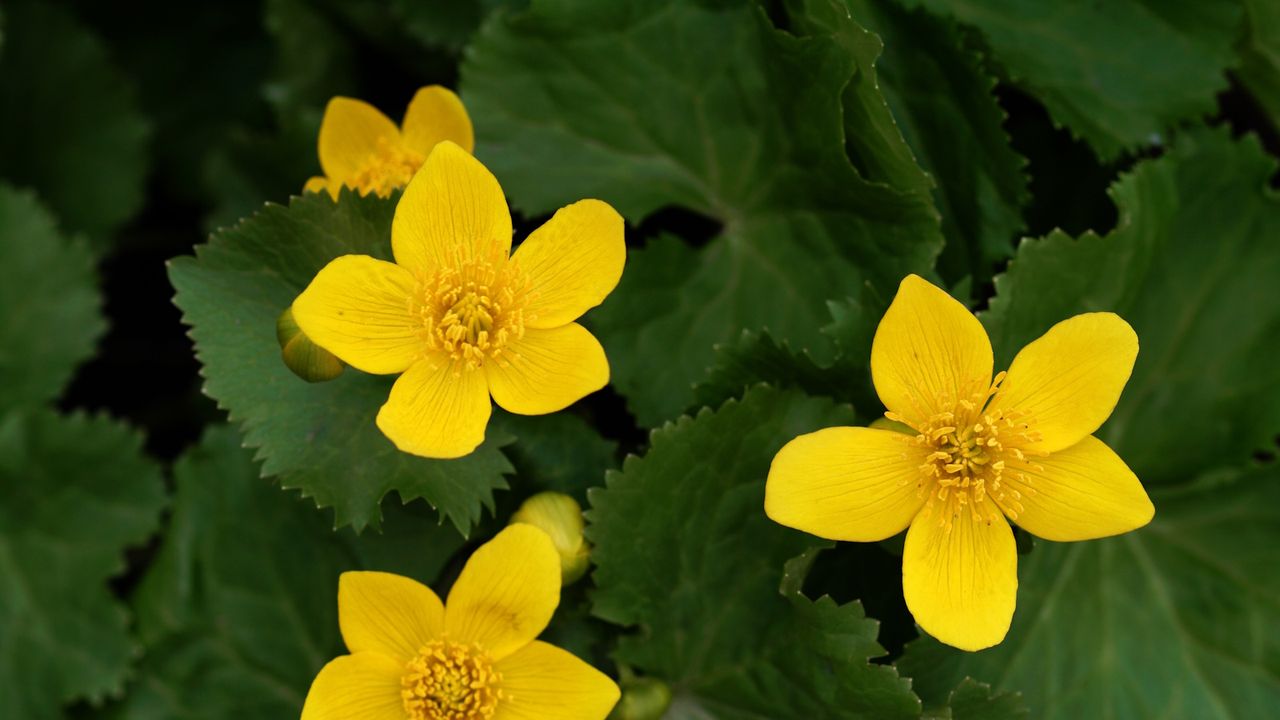 Marsh marigold with buttercup-yellow blooms 