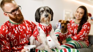 dogs dressed up like their owners on Christmas day