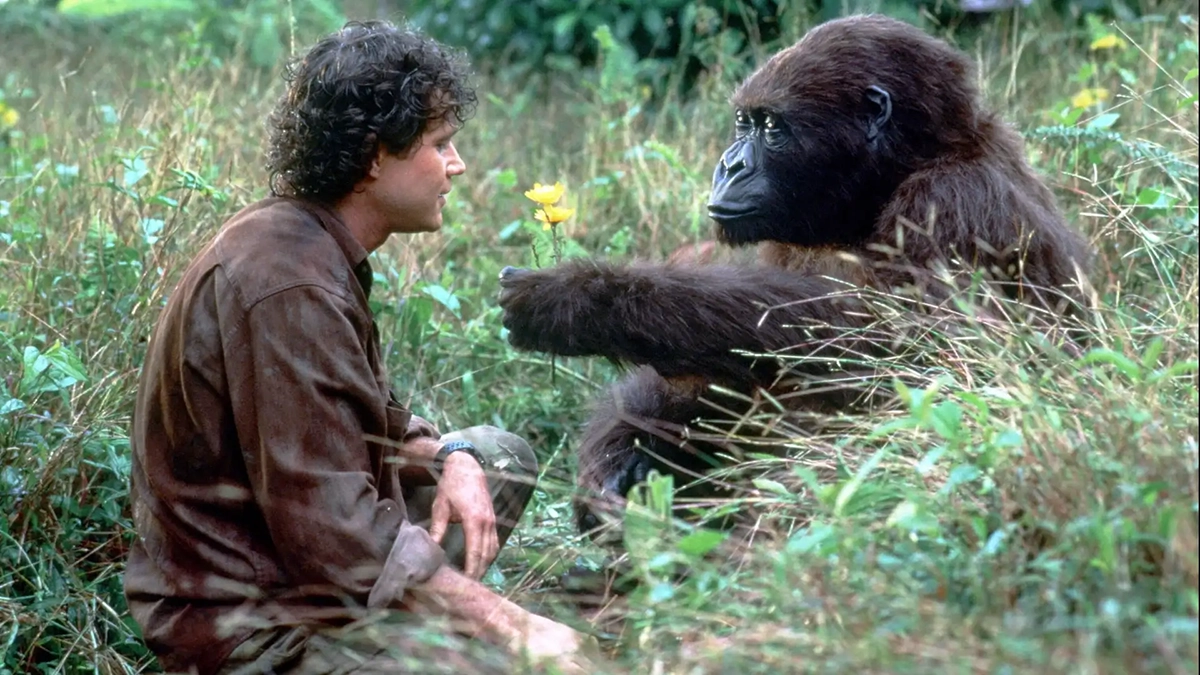 Amy the gorilla from Congo