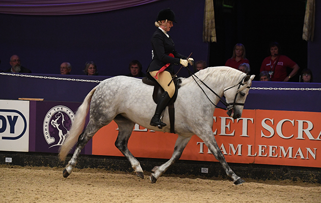 SKAERGAARDENS DELICIOUS LOVE (M&amp;amp;M-Conn) owned by Kelly Jones ridden or exhibited by Kelly Jones in the M&amp;amp;M Ridden Pony The Year Championship during the Horse of the Year Show at the NEC near Birmingham, UK between 4th - 8th October 2017