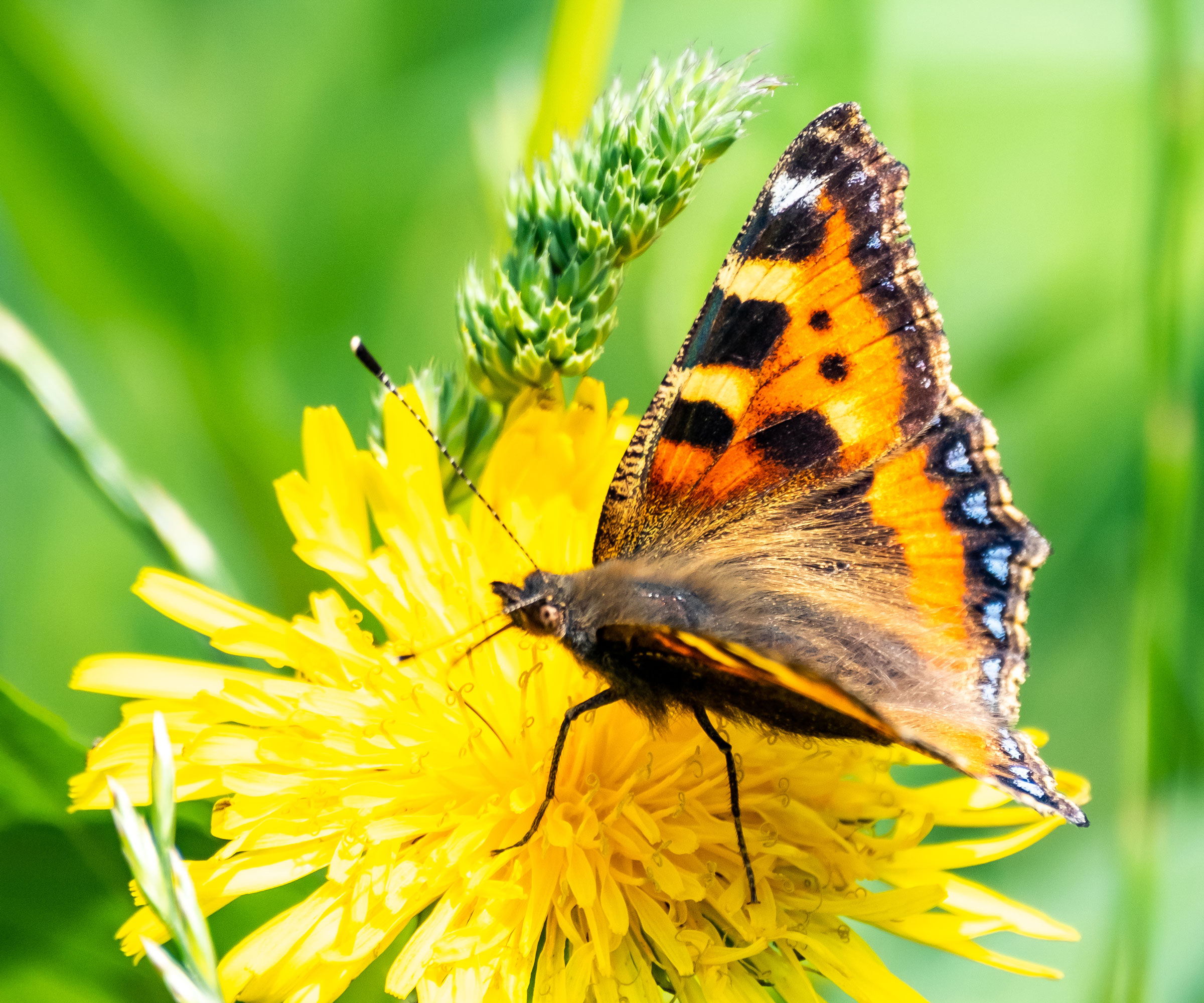 tortoiseshell butterfly sitting on dandelion flower