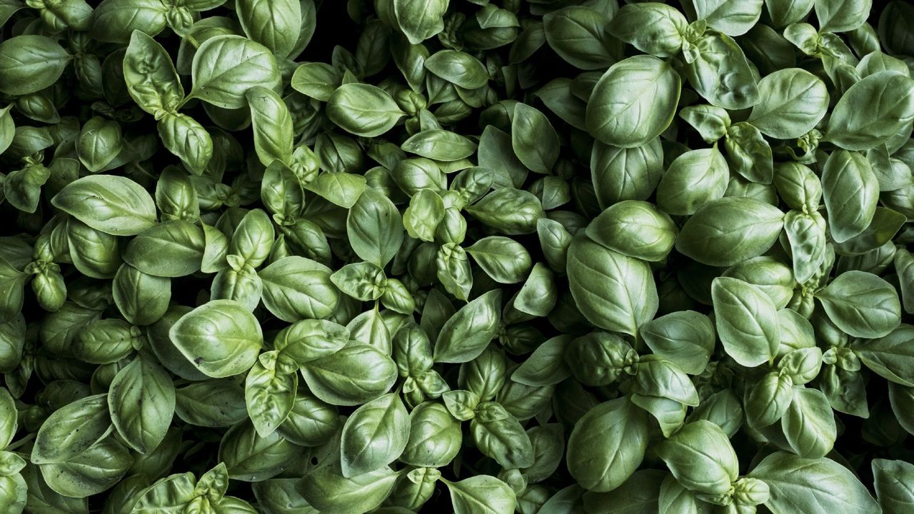 Lots of basil plants growing