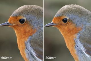 Two robin birds composited next to each other to show different focal lengths