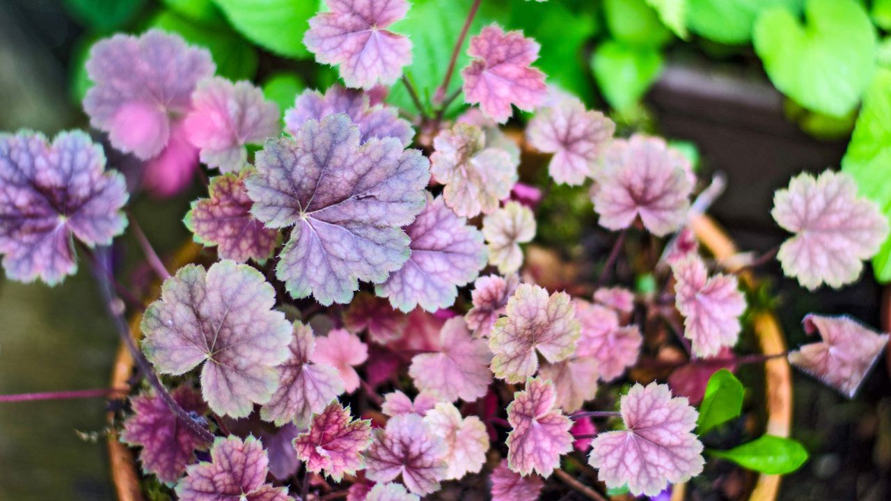 heuchera plants in terracotta pot