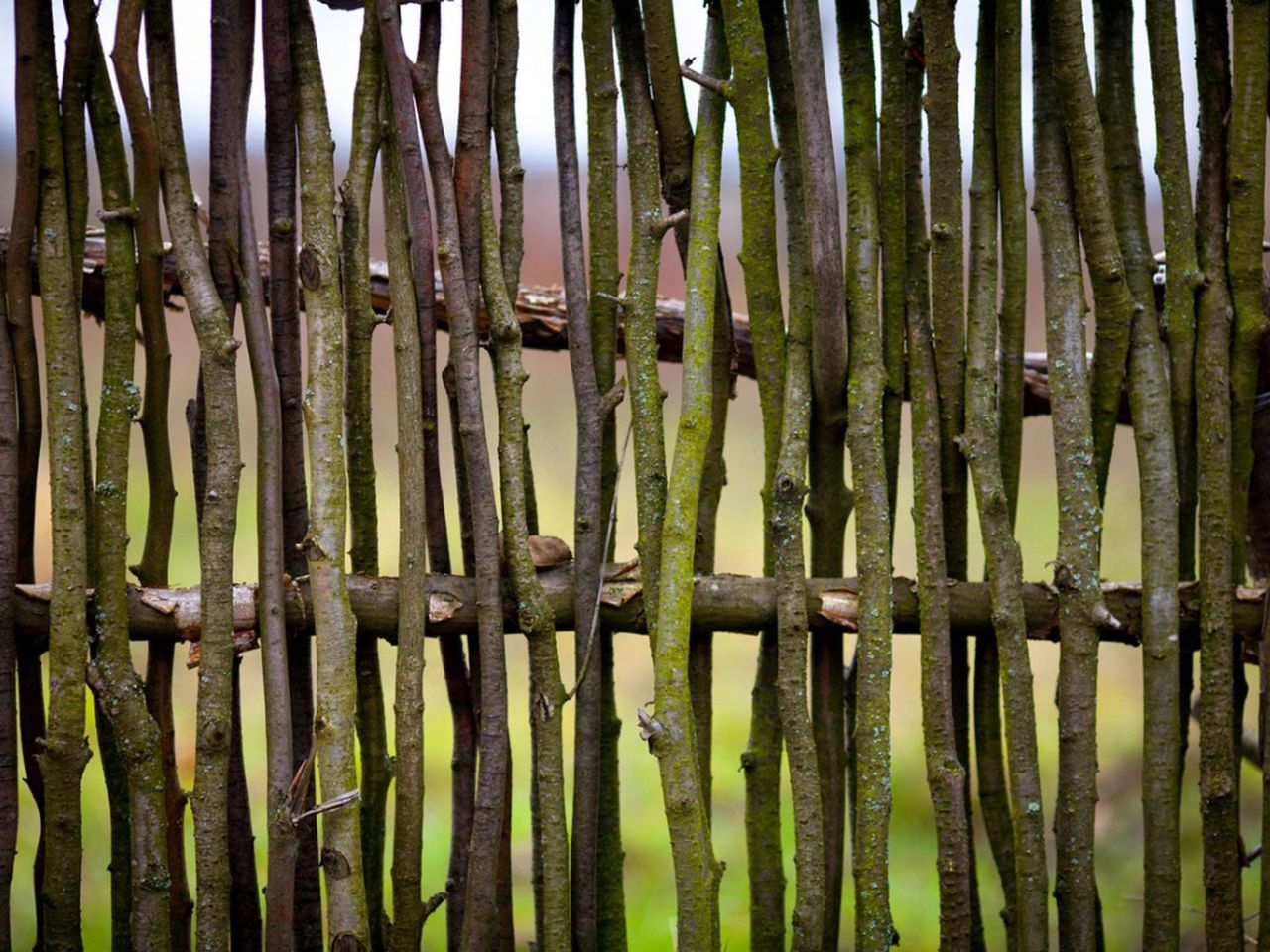 Tree Branch Trellis