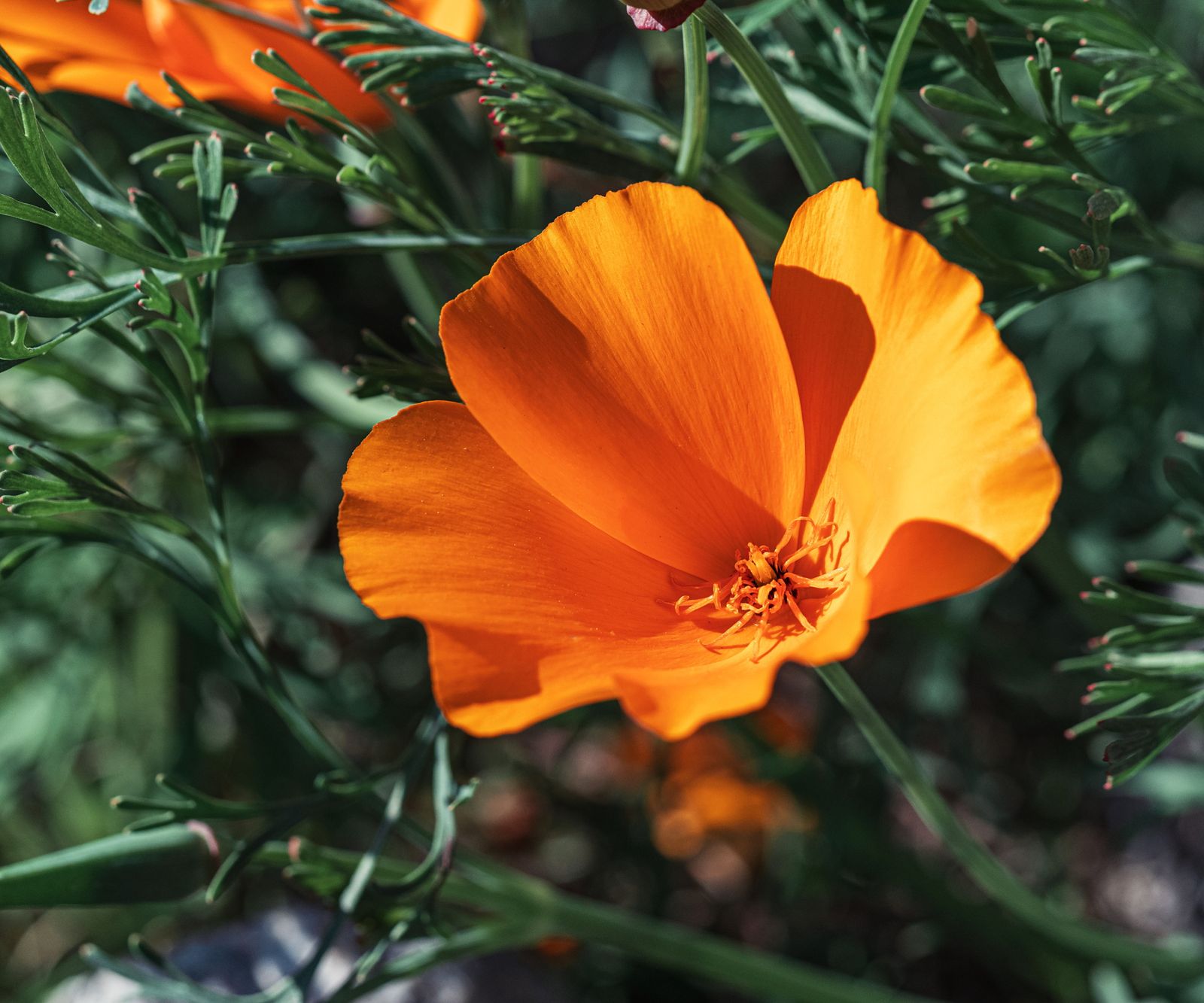 How to Harvest California Poppy Seeds Seed Storage Advice