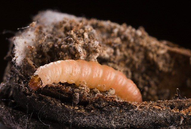 Navel Orangeworm Insect