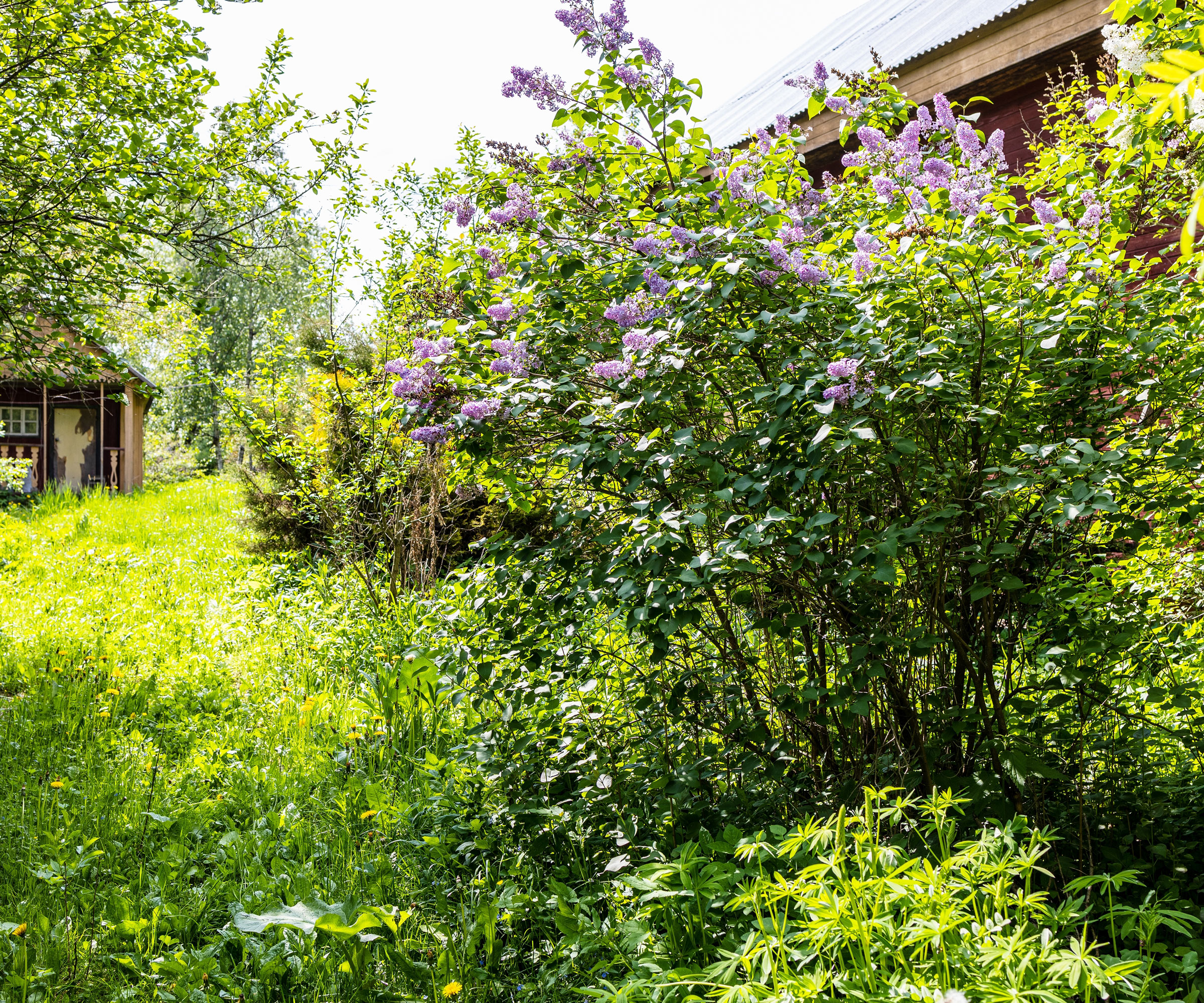 overgrown lilac in garden with straggly stems and upper blooms