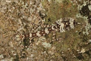 leaf-tailed gecko camouflaged