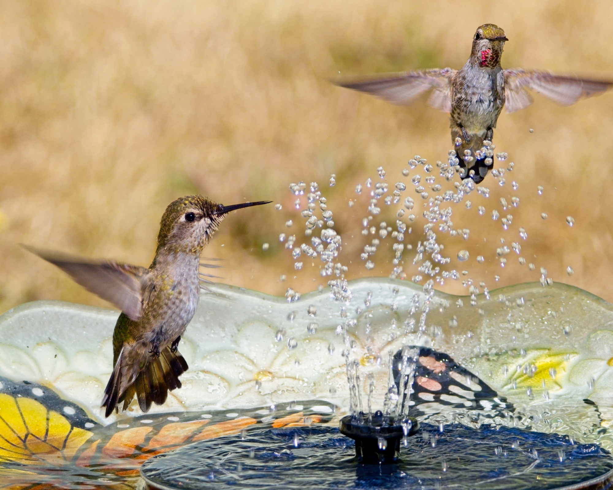 Two Anna's hummingbirds play in the water stream of a backyard birdbath fountain on the hot sunny summer day