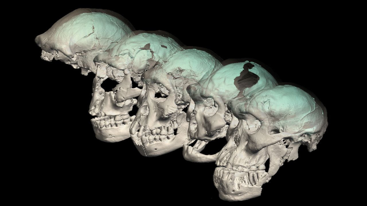 The five individuals from Dmanisi, Georgia had "primitive" great ape-like brains.