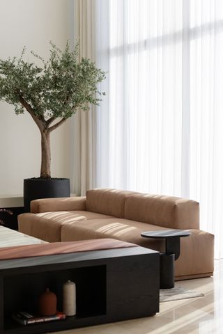 A container tree inside a living room