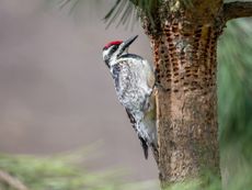 Woodpecker Pecking At A Tree