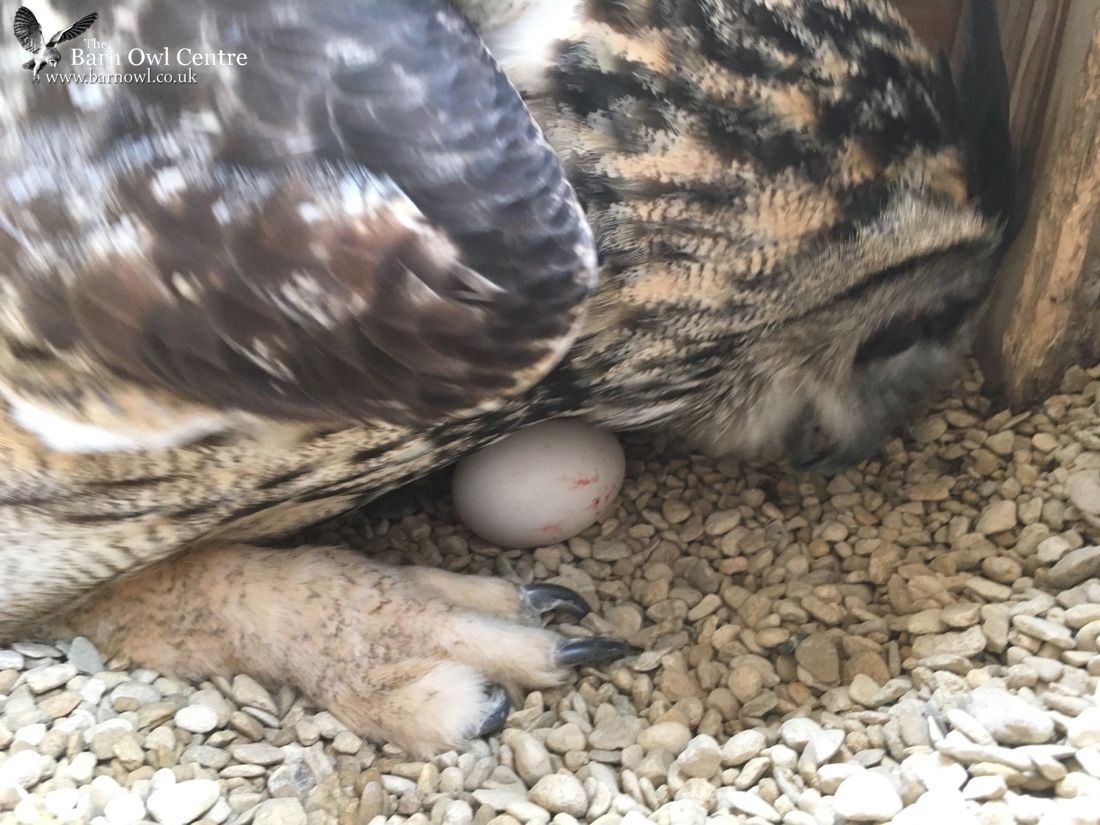 Handlers Thought This Owl Was Male For 23 Years Then He Laid An