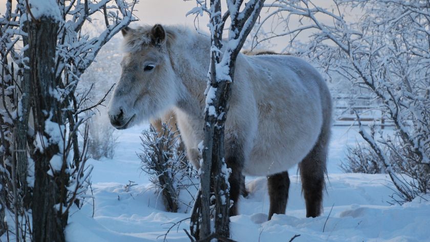 a yakutian horse in the snow