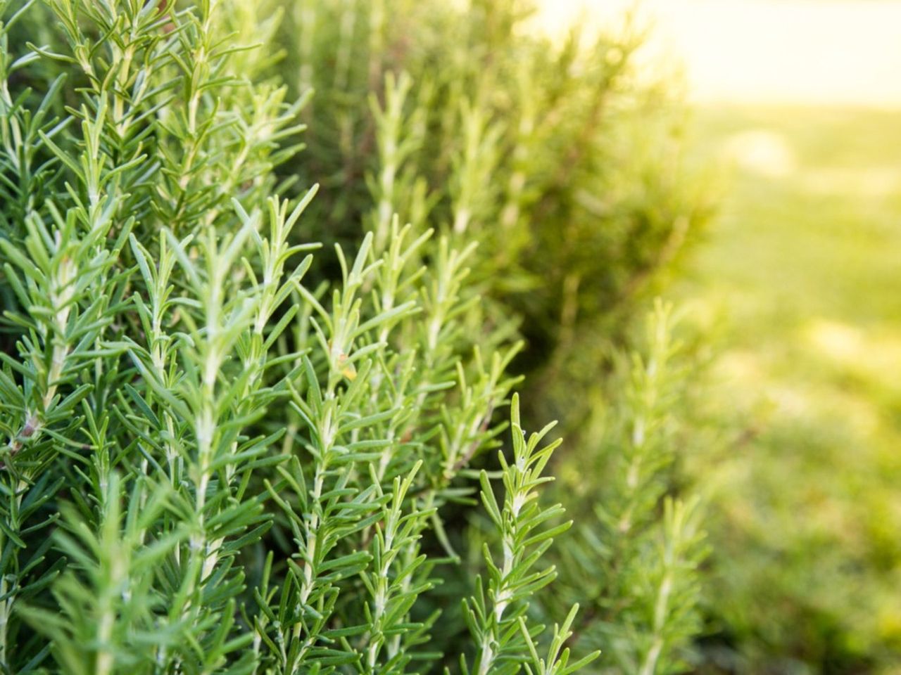 Full Sun Plants