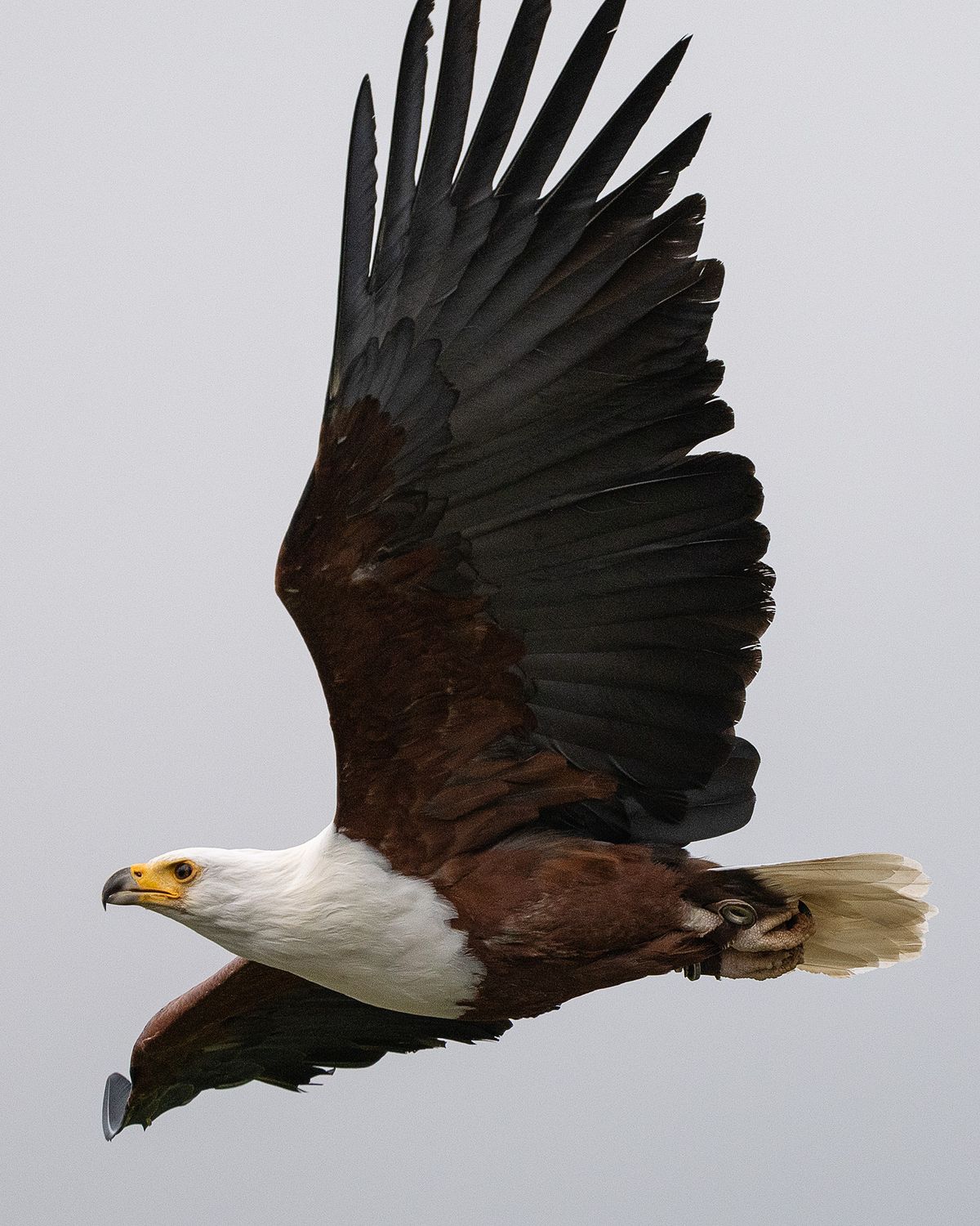 Hawk at Hawk Conservancy Trust, Hampshire, against gray sky