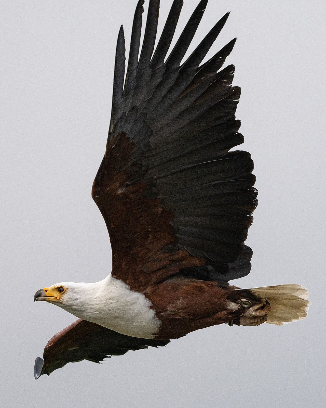 Hawk at Hawk Conservancy Trust, Hampshire, against gray sky