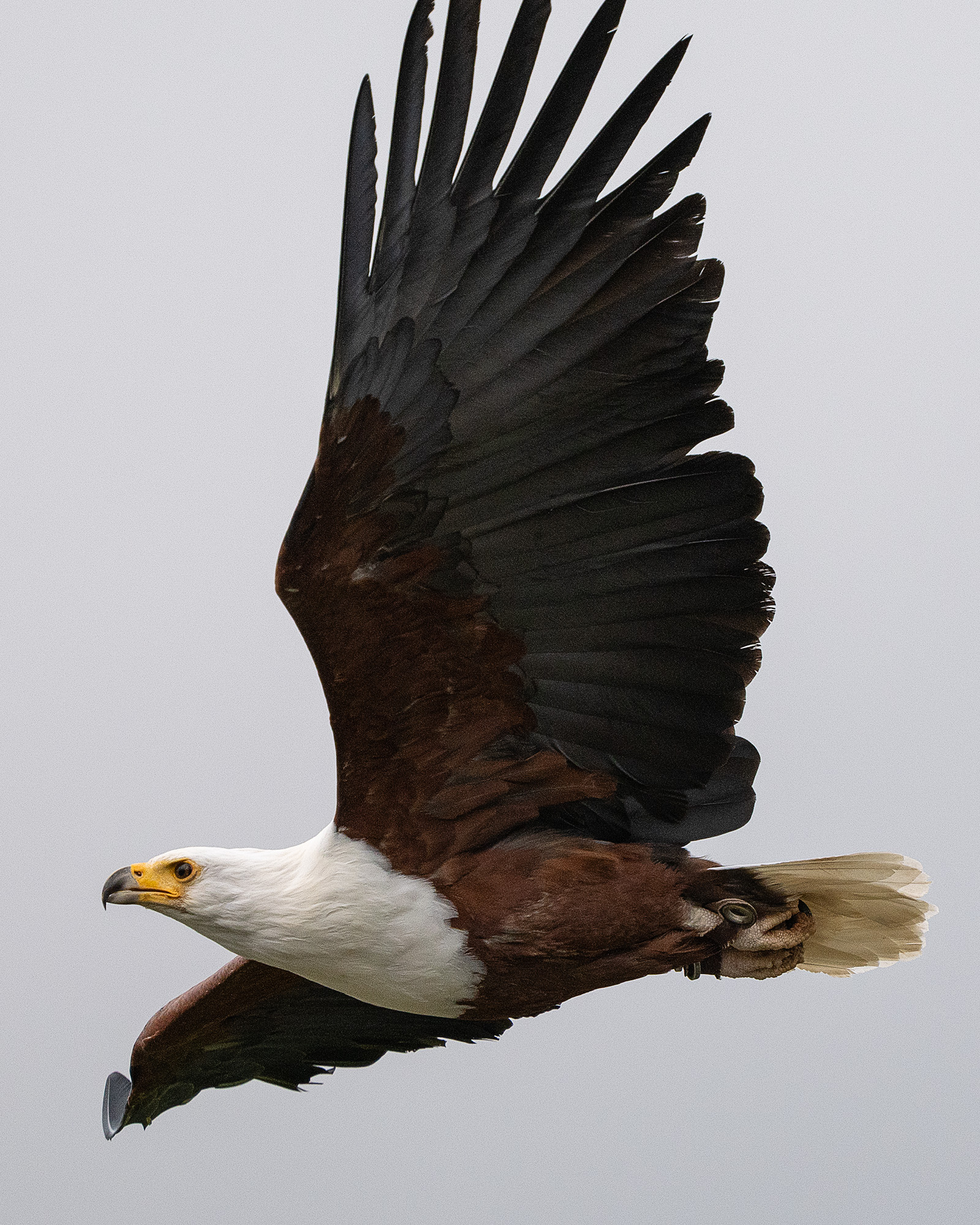 Hawk at Hawk Conservancy Trust, Hampshire, against gray sky