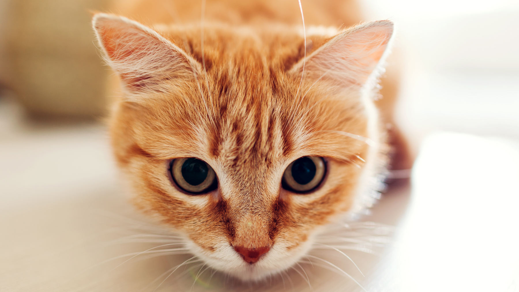 5 Lick Mat Cat Treats Recipes & How to Transform Your Cat's