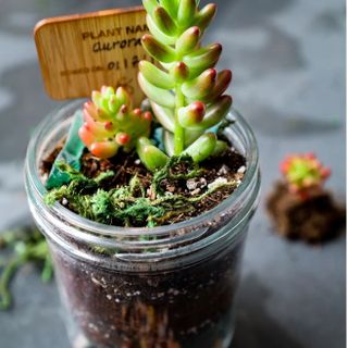 terrarium mason jar kit with succulents growing