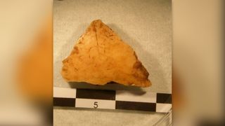 A triangular skull fragment from 37,000 years ago along a ruler and white backdrop.