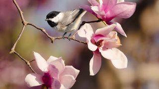 Carolina Chickadees