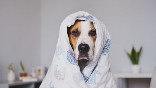 dog with head wrapped in blanket.