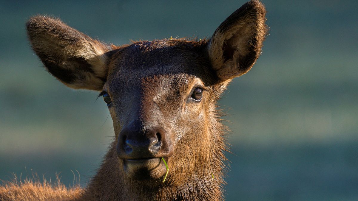 Hikers learn the hard way that elk aren't afraid to bite the hands that ...