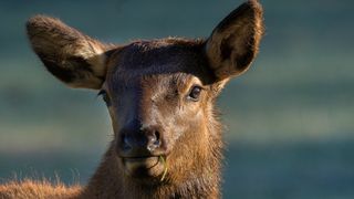 Cow elk eating grass