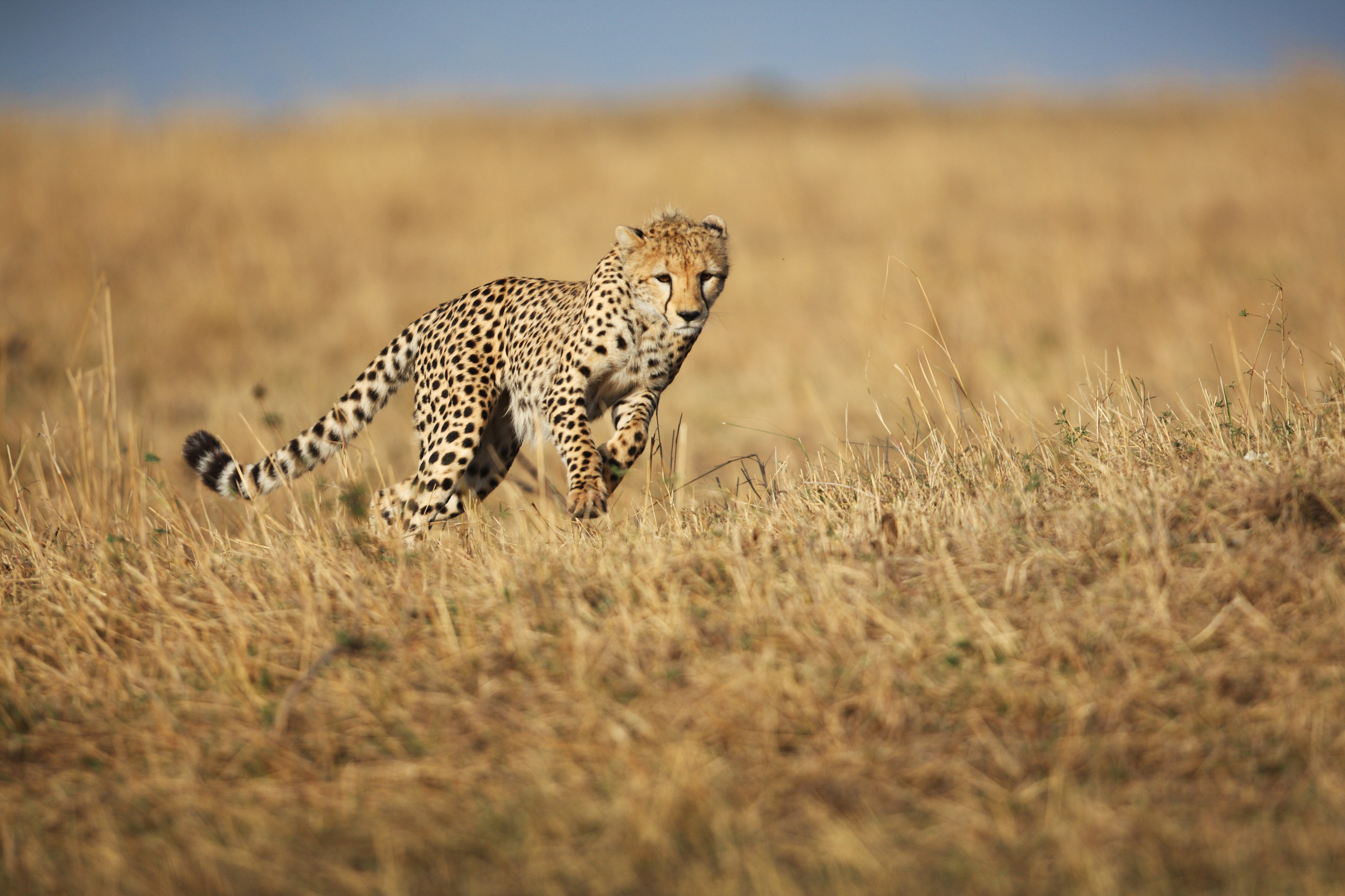 A cheetah running at full speed